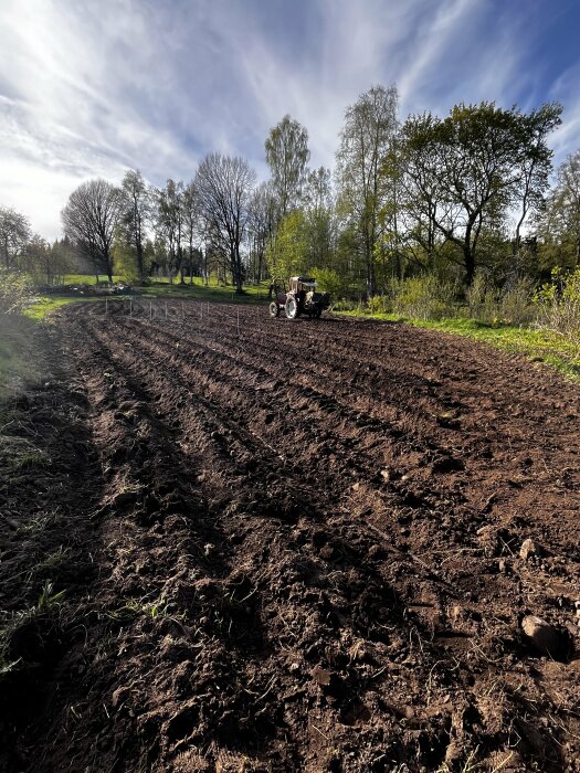 Nyplöjd åker med rader för potatis och lök, traktor i bakgrunden under en solig dag.