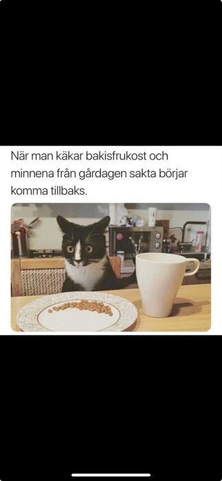 Katt sitter vid matbord med tallrik med torrfoder och kopp, ser förvånad ut.