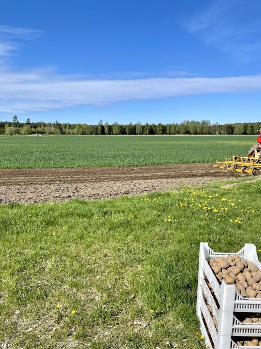 Plastback fylld med potatis framför nyplogat fält med ett grönt fält och skog i bakgrunden.