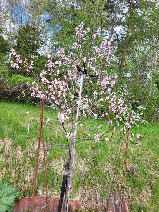 Ungt äppelträd i blom med rosa blommor stöttas av träpinnar, planterat i stor kruka mot naturlig bakgrund.