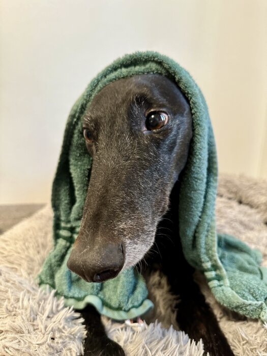 Svart hund med våt päls inlindad i en grön handduk ser ledsen ut efter badet.