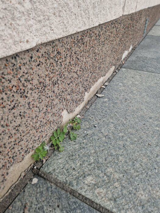 Sockel med flagnad yta som visar betong och växt vid trottoaren.