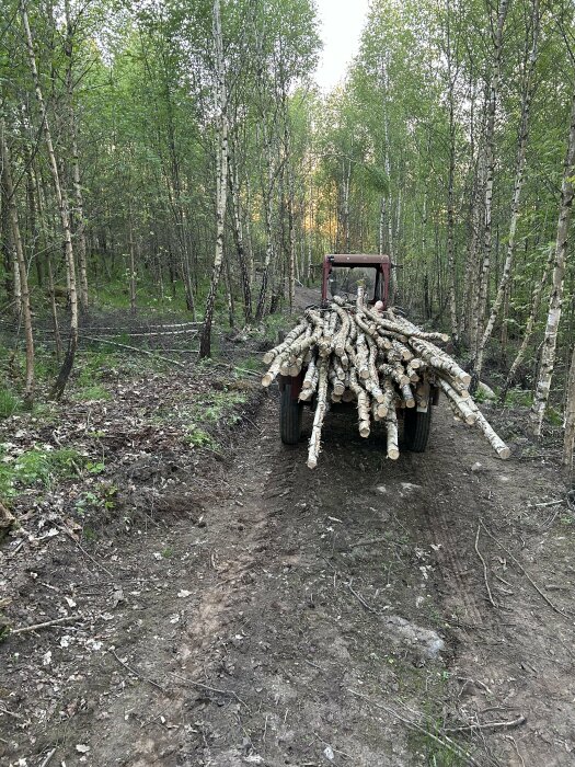 Traktor lastad med björkved kör på en nyligen huggen skogsväg.