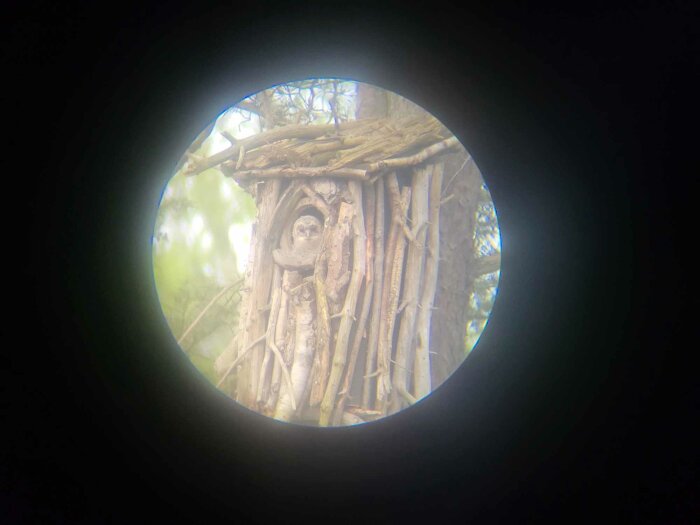 Bild genom kikare av en handbyggd uggla holk i träd, otydlig syn av uggla inne i holken.