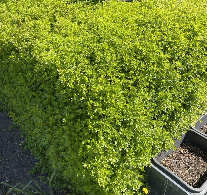 Grön häckväxt i dagsljus med små vita utskott, sökes identifiering.