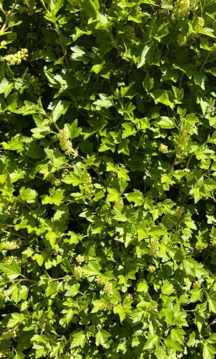 Häck med gröna blad och små vita blomställningar i solljus.