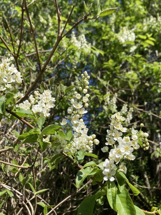 Vitblommande hägg i förgrunden med gröna blad på en solig dag.