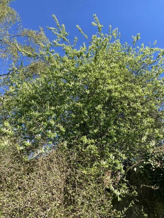 Blommande hägg mot klarblå himmel, gröna blad och grenar i solsken.