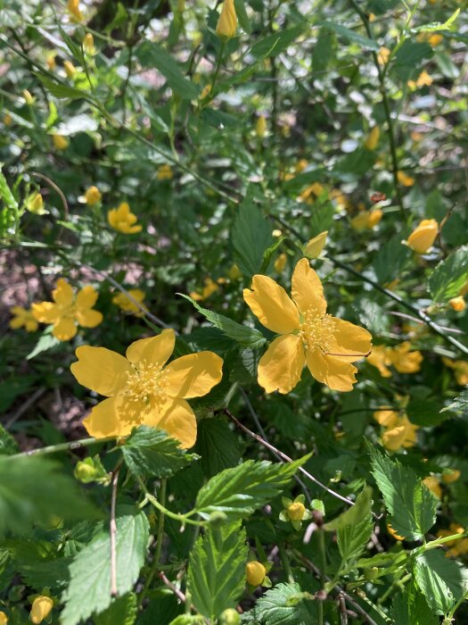 Gula blommor av Kerria japonica i förgrunden med gröna blad och knoppar i bakgrunden.