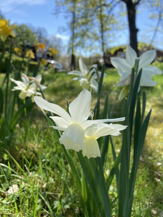 Narcisser av sorten Thalia i blom i en solig trädgård med oskarp bakgrund.