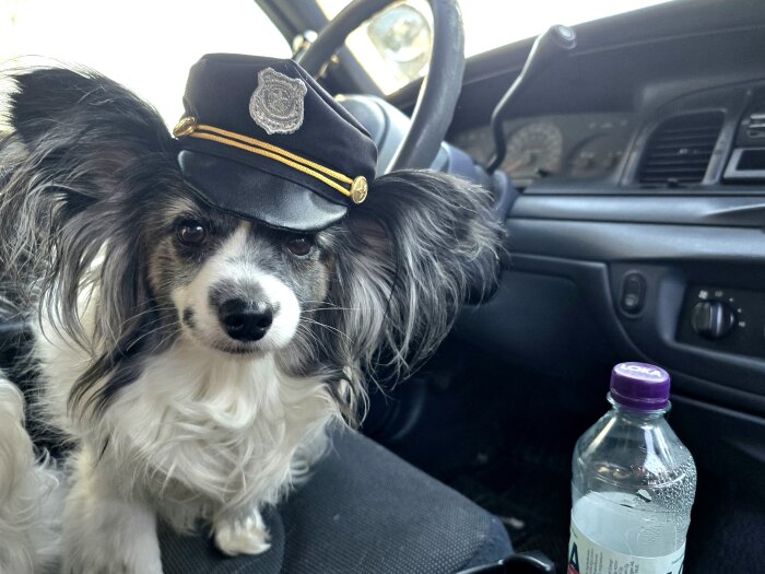 Hund med polismössa sitter i förarsätet av en Chrysler, patrullerar.