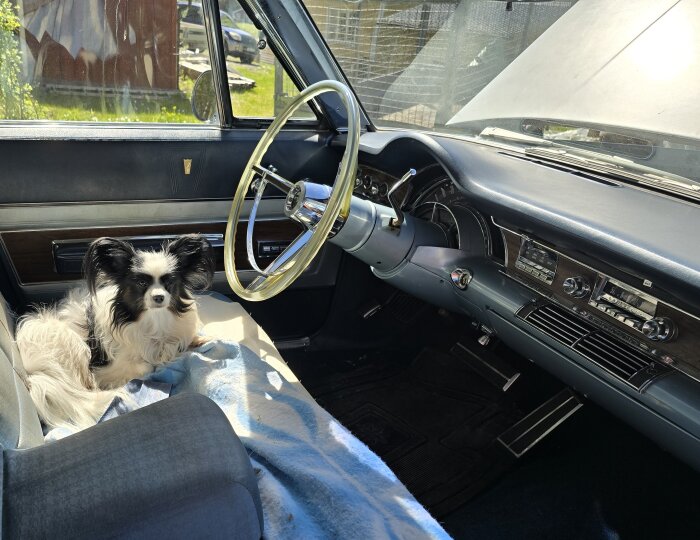 En hund sitter på förarsätet i en klassisk Chrysler med blå interiör och retro instrumentbräda.