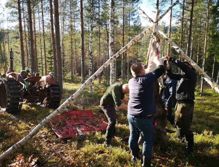 Personer som använder improviserad lyftanordning med rep och björkstänger för att lyfta en älgkropp i skogen.
