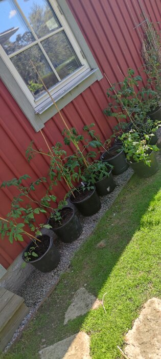 Tomat- och paprikaplantor i krukor framför röd husvägg under soligt väder.