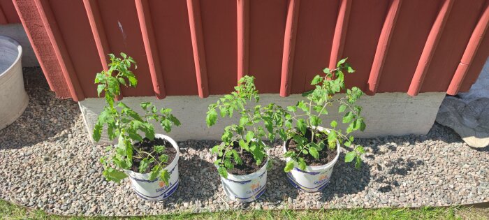 Tomat- och paprikaplantor i vita hinkar framför röd husvägg och grått grus.