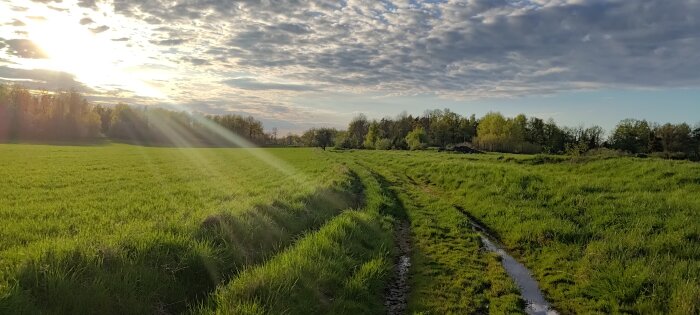 Solbelyst äng med spår av traktorstig, träd i bakgrunden och molnigt himmel.