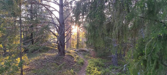 Solnedgång i en tät skog med barrträd och en smal stig genom terrängen.