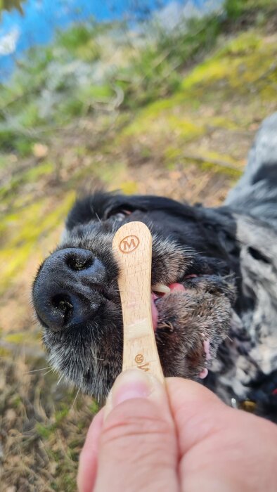 En hunds nos och tunga som slickar på en glasspinne utomhus.