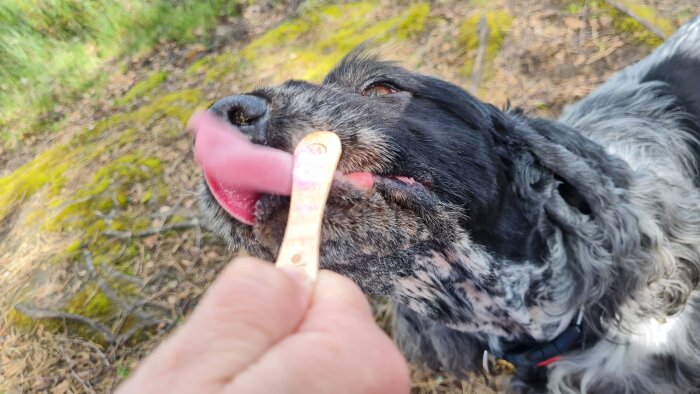 Hund slickar på en glasspinne som en person håller fram.