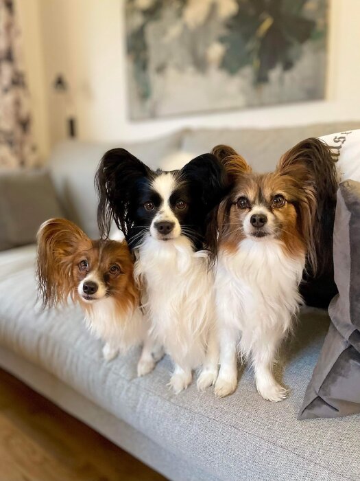 Tre papillonhundar sitter på en soffa med uppmärksamma blickar och stora öron.