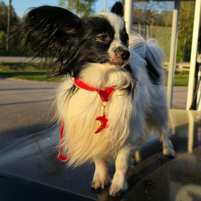 Hund med röd medalj runt halsen står utomhus med solnedgångsljus i bakgrunden.