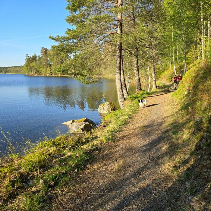 Person och hund går längs en skogsstig bredvid en sjö under Blodomloppet, omgiven av grönska och vatten.