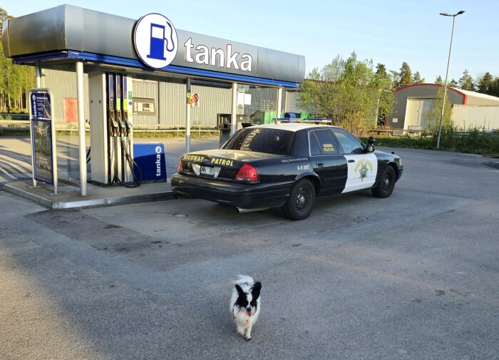 Polisbil parkerad vid en bensinmack med en liten hund som går framför.