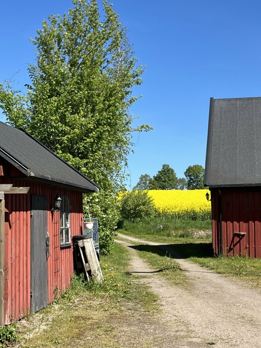 Utsikt från en gård med en blommande gul rapsfält i bakgrunden och röda byggnader framför.