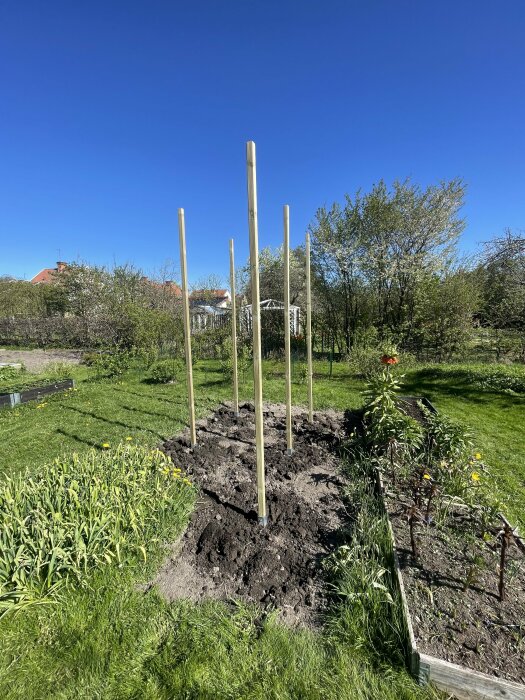 Fem vertikala plankor uppställda i färskt grävd jord i en solig trädgård.