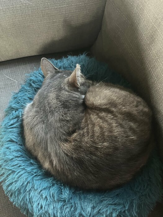 Grå katt sover hopkurad på en blå kudde.