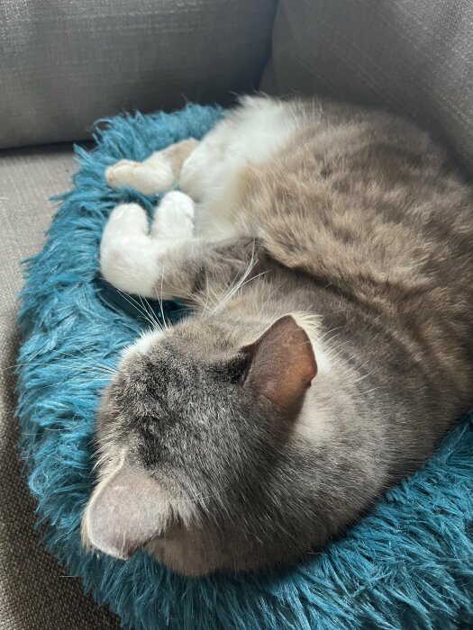 En gråvit katt sover sött på en turkos fuskpälsfilt.
