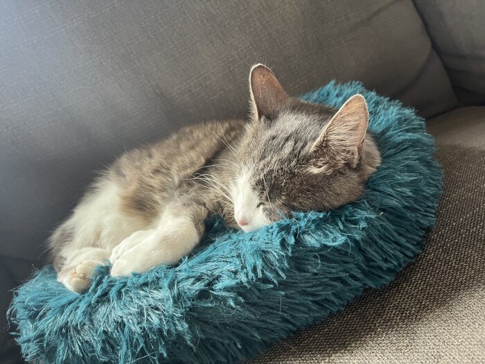 En sömnig katt sover fridfullt på en turkos plyschkudde.