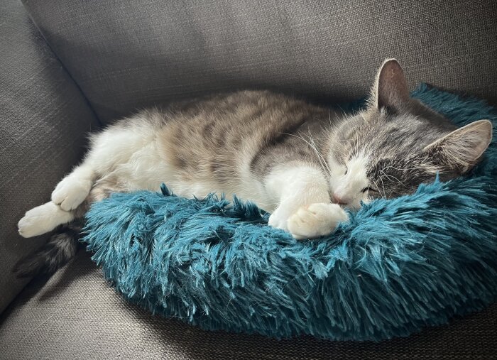Sovande grå och vit katt på en turkos plyschkudde.