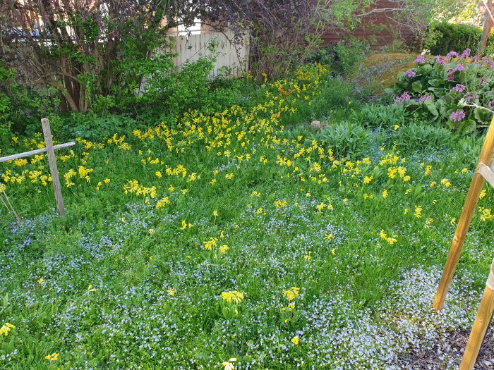 Gräsmatta täckt med blommande gullvivor och små blå blommor, omgiven av gröna buskar och staket.