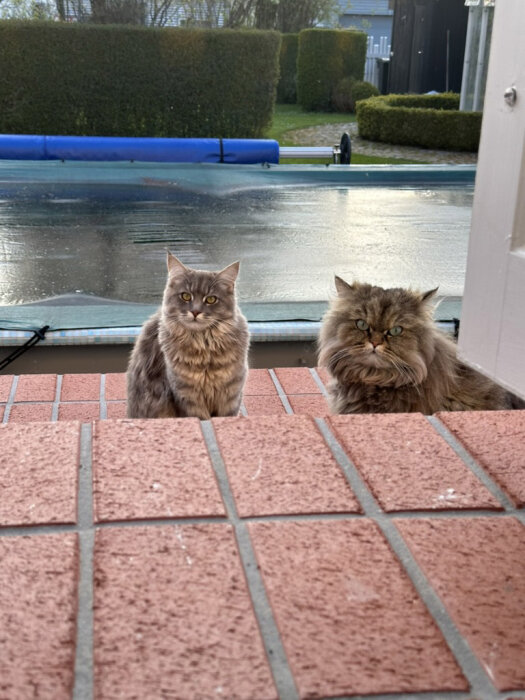 Två katter sitter på en tegeltrappa, en ser framåt och den andra ser lite sur ut.