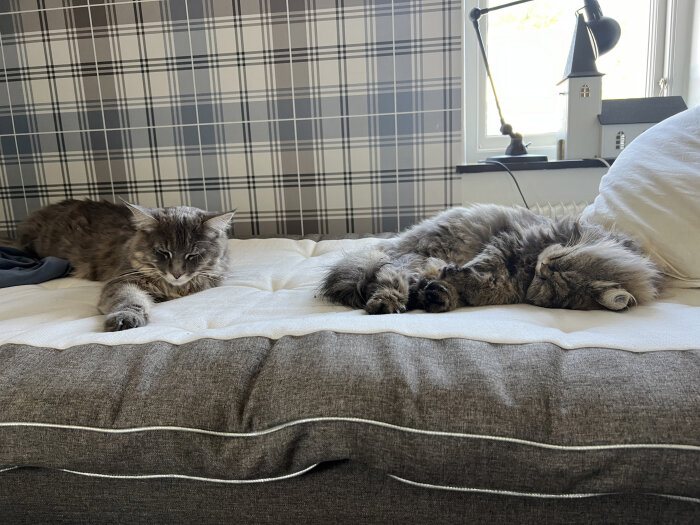 Två långhåriga katter ligger på en säng med rutmönstrad bakgrund, en vaknar och en sover.