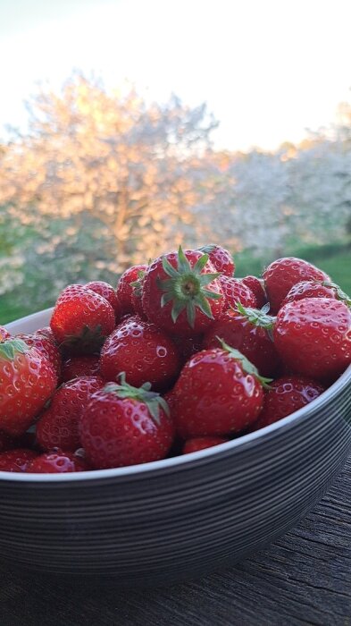 Skål med jordgubbar på ett bord, med suddig bakgrund av blommande träd i solljus.