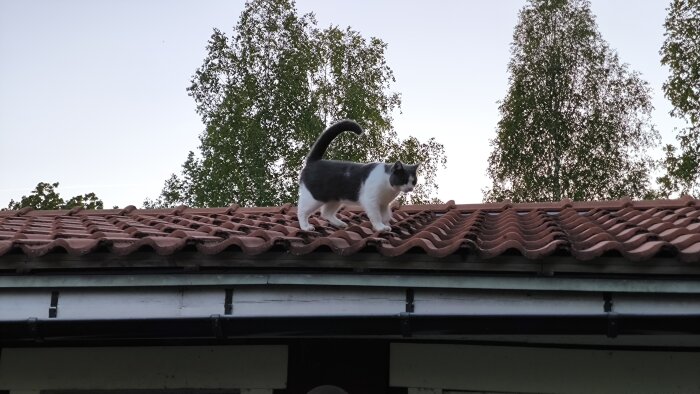 Svartvit katt går på tegeltaket till ett hus med träd i bakgrunden vid skymningen.