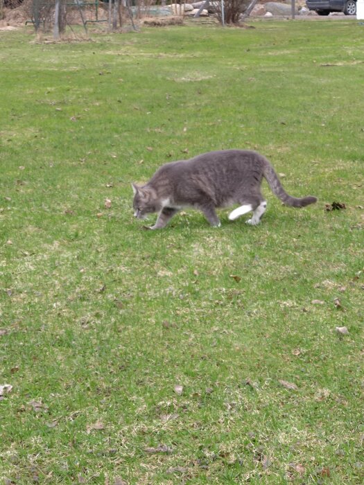 Grå katt försiktigt tassande på en gräsmatta.