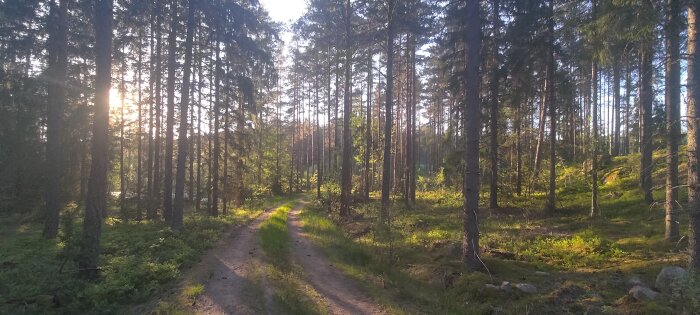 Soligt skogslandskap med en grusväg och tallar, morgonljus genom trädtopparna.