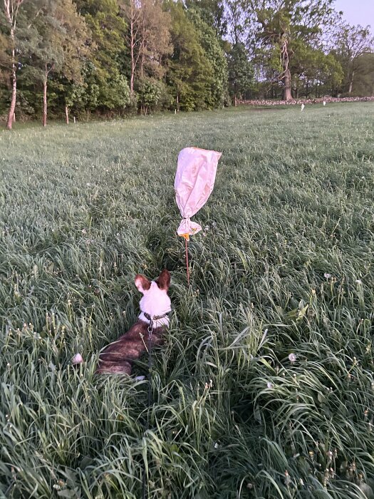 Hund i gräsfält tittar mot en plastpåse upphängd på en stolpe för att avskräcka rådjur.