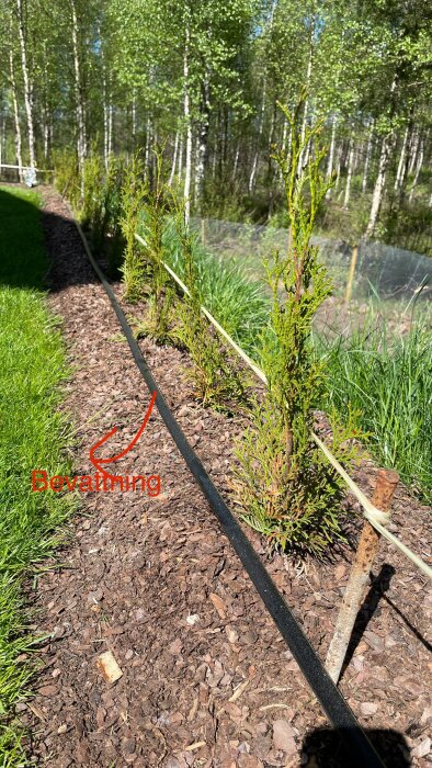 Tujahäck med thuja smaragd som torkar och en droppbevattningsledning längs med raden av växter.