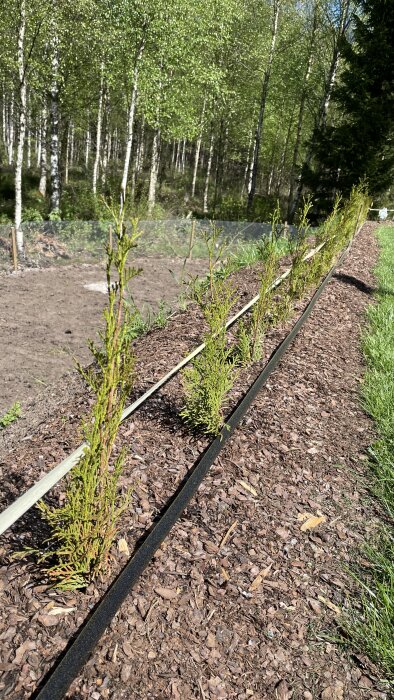 Rad av thuja smaragd med tecken på torkning och gulfärgning mot en bakgrund av björkar och marktäckning av flis.