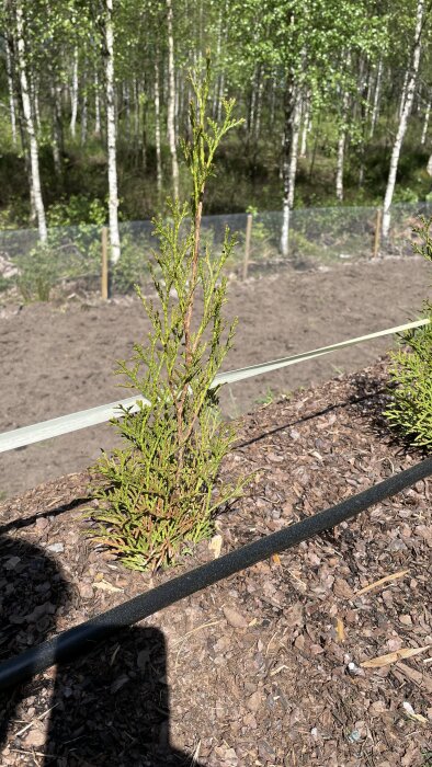 Bild av en thuja smaragd-planta med tecken på torkning, planterad i mark täckt med barkflis, med dropbevattningsslang i förgrunden.