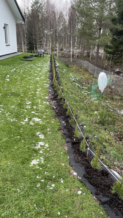 Nyplanterade thujor i rad längs med svart markduk på en gräsmatta med lite snö på marken.