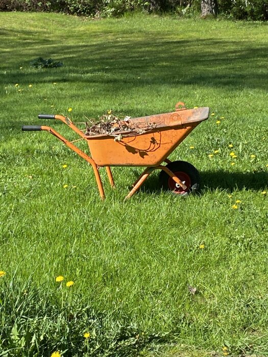 Gammal orange murbrukskärra med hjulgångjärn, full av trädgårdsavfall, på en gräsmatta med maskrosor.