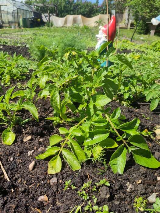 Potatisplantor som börjar blomma i en solig trädgårdsodling.