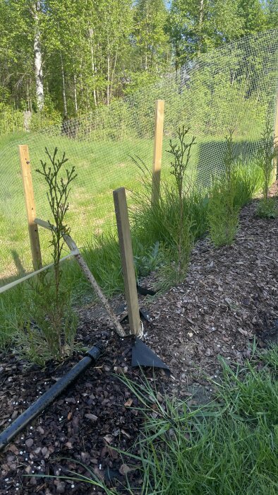 Ung thuja växt med stödstolpe och bevattningsslang på en täckt mark med bark och vita gödselkorn synliga.