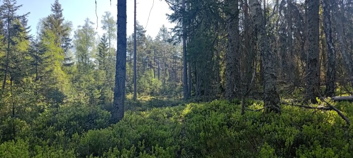 Ljus skogsmiljö med barrträd och varierad undervegetation under soligt väder.