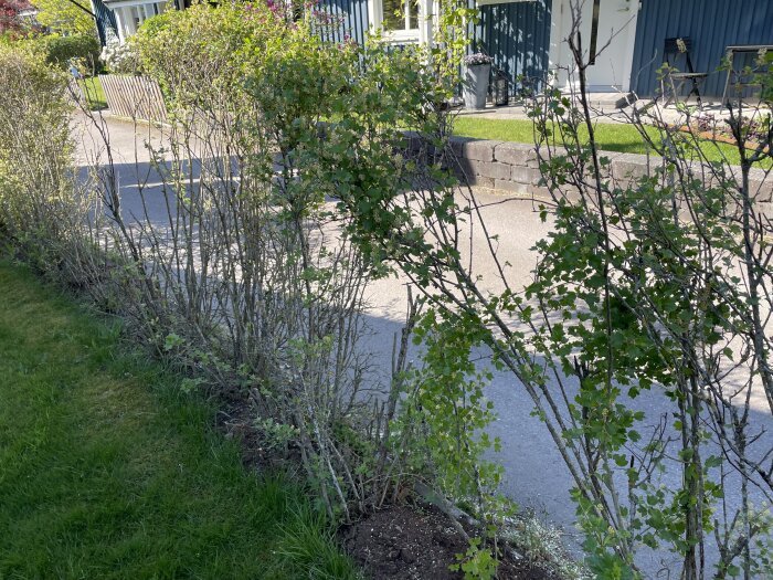 Häck med tunna grenar och få löv bredvid en trottoar efter vinterns påverkan.